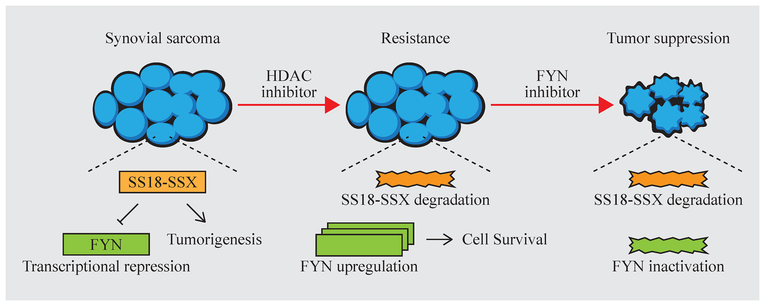 The SS18-SSX fusion oncoprotein: Friend and foe in targeted therapy for synovial sarcoma
