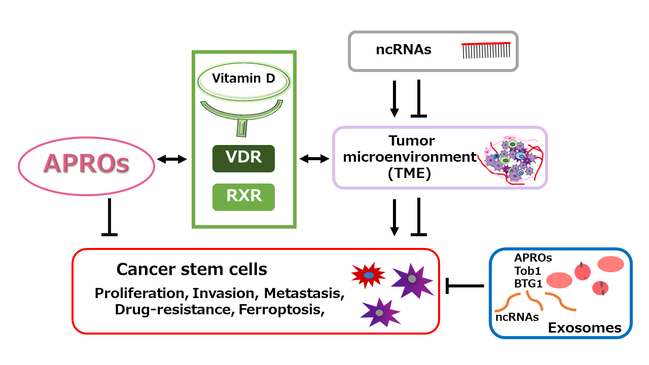 Promising roles of vitamin D receptor and APRO family proteins for the development of cancer stem cells targeted malignant tumor therapy